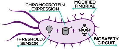 Multilayered safety framework for living diagnostics in the colon